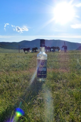 Mongolie Khentii steppe chevaux vodka