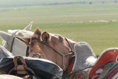 Mongolie Khentii cheval mongol selle traditionnelle