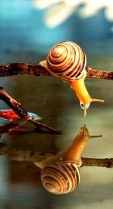 escargot regardant son reflet escargot regardant son reflet