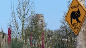 Pairi Daiza Tour de Cambron panneau koalas