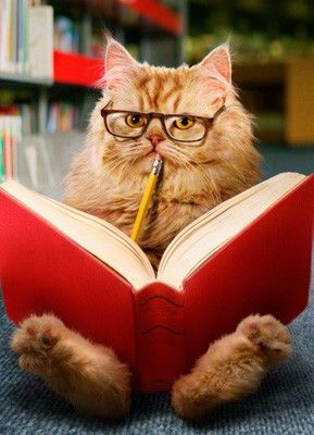 chats intello livres